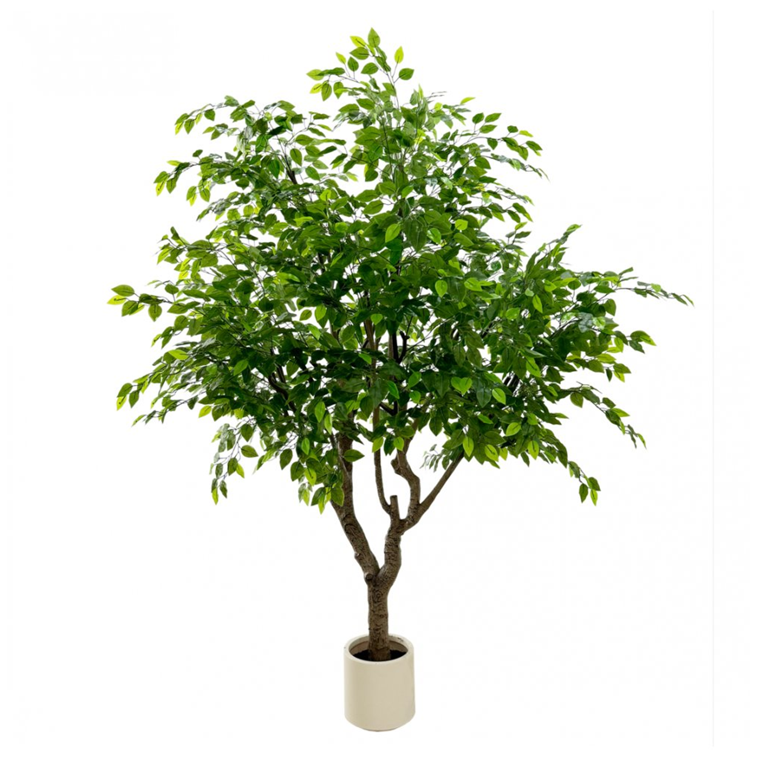 Planta Artificial Ficus 250cm Arbol Pandurata