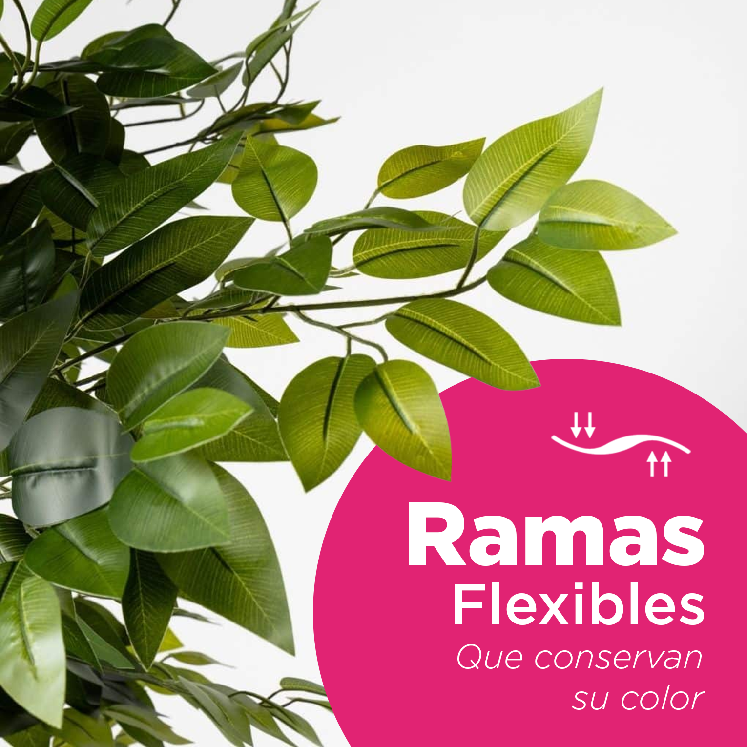 Planta Artificial Ficus 250cm Arbol Pandurata