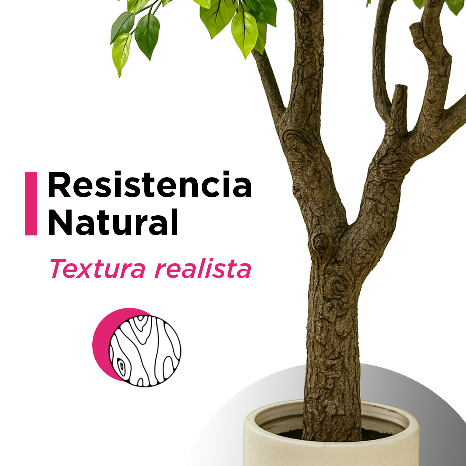Planta Artificial Ficus 250cm Arbol Pandurata