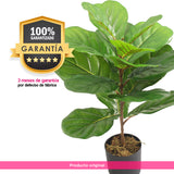 Planta Artificial Ficus Pandurata 60 cm