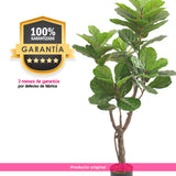 Planta Artificial Ficus Pandurata 145 cm